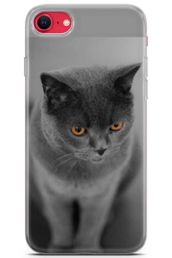 Apple iPhone SE 2022 Uyumlu Kılıf Scotish British 04 Arka Kapak Turuncu Göz